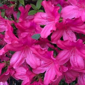 Meet your Posher, Lizzet